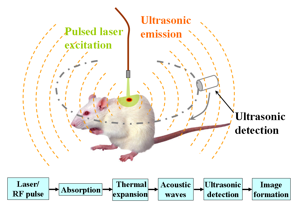 Schematic illustration of photoacoustic imaging. Image credit: Bme591wikiproject