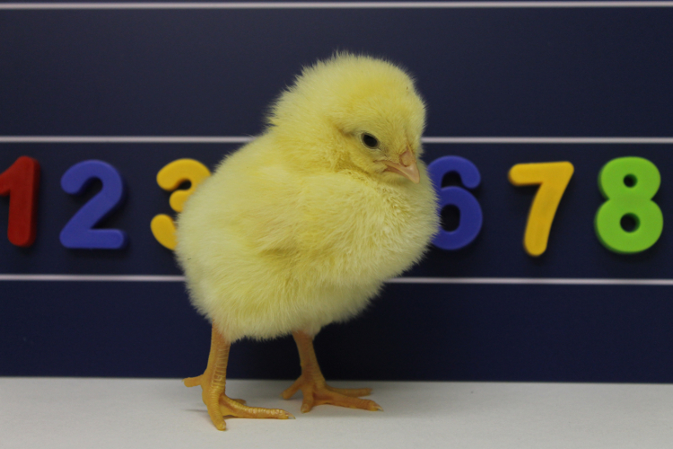 Young chicks use a mental number line that reads left to right, just like humans