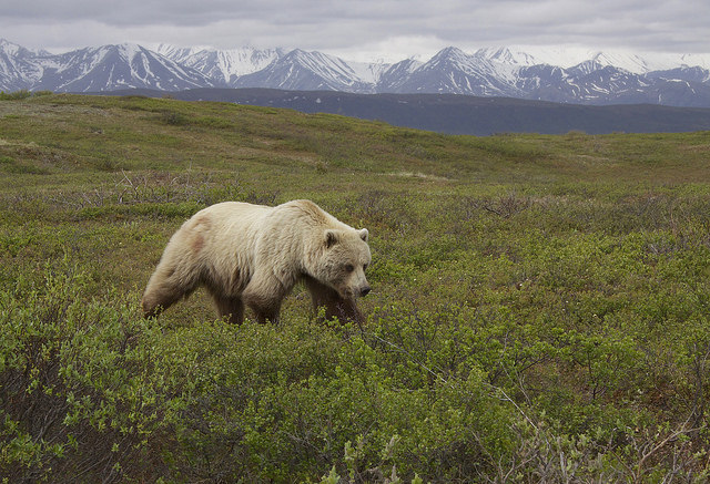 Grizzly bear in Denali, Alaska. Image credit: Gregory 